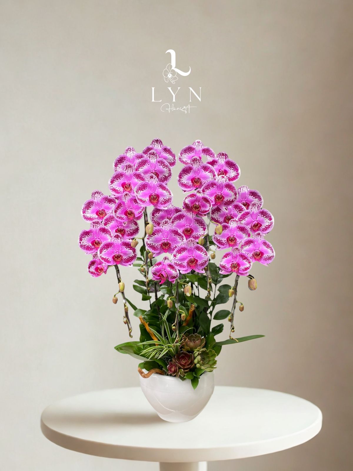 Chậu Hoa Lan Hồng Chấm Bi đột biến